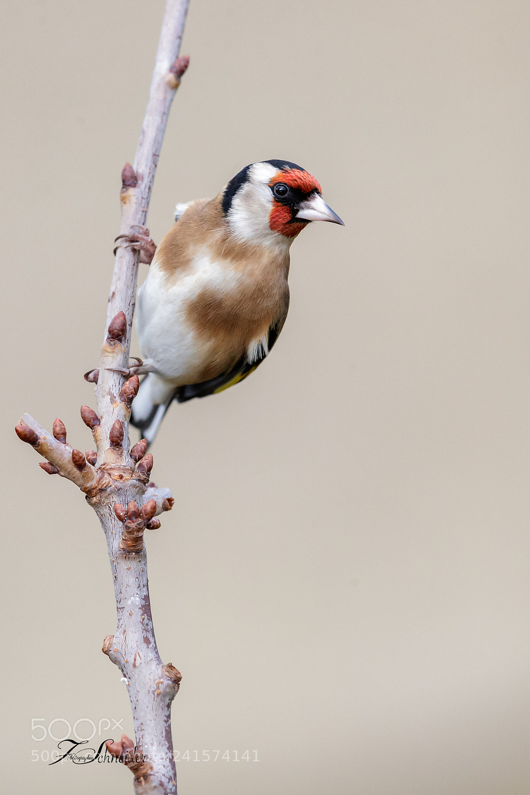 Canon EOS-1D X Mark II sample photo. European goldfinch photography