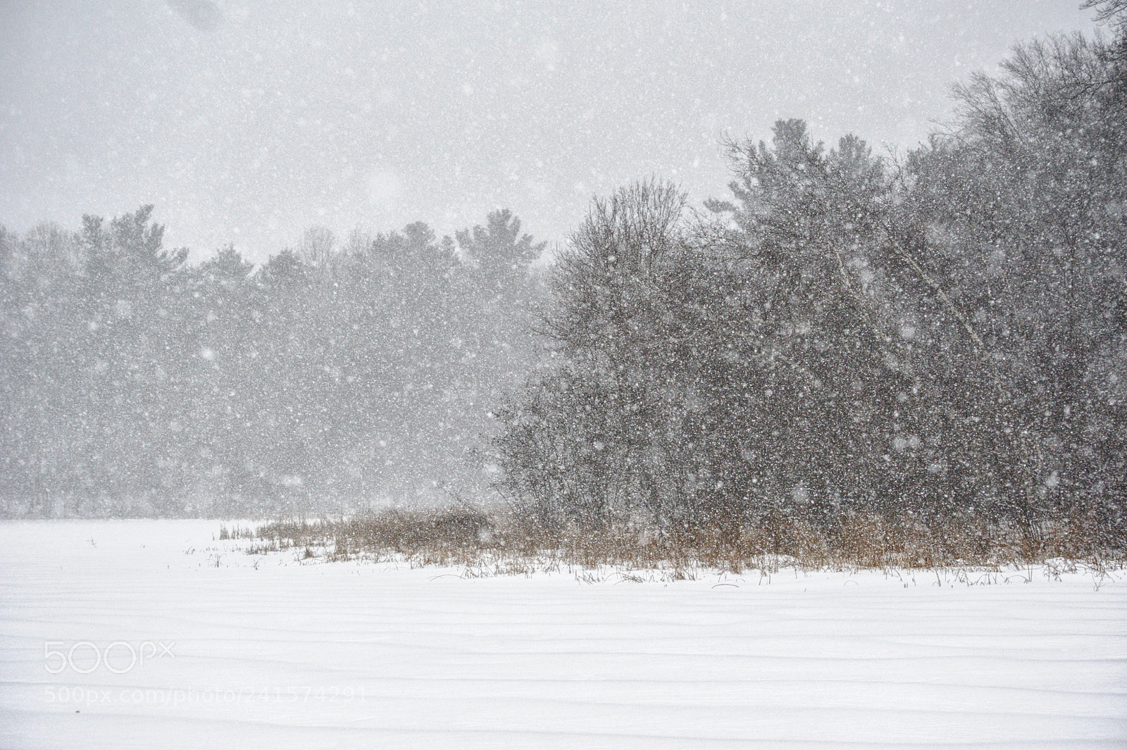 Nikon D700 sample photo. Blizzard landscape.... photography