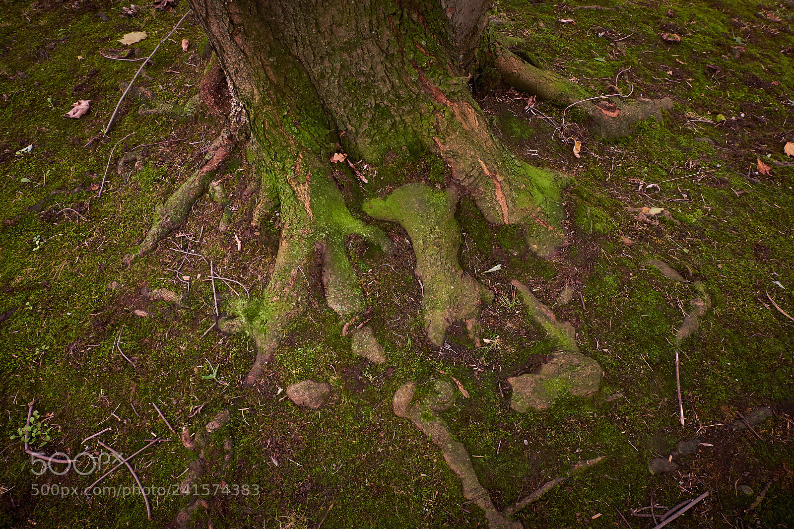 Fujifilm X-T10 sample photo. Roots photography