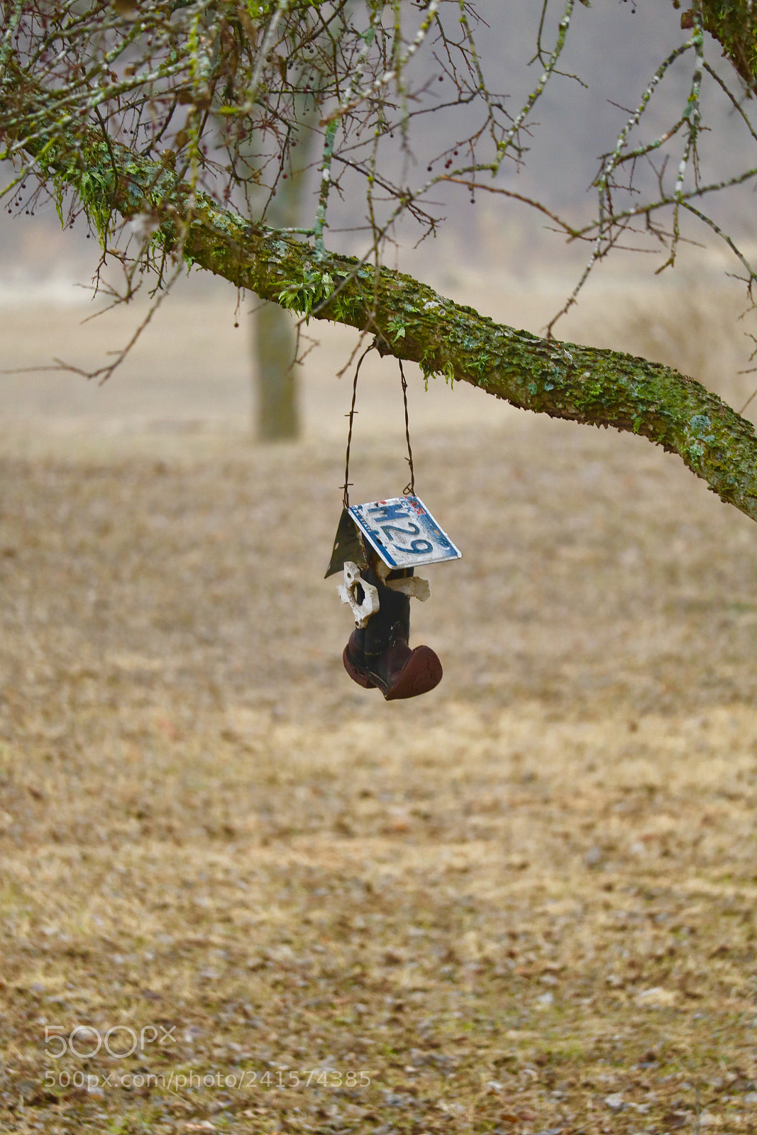 Canon EOS 750D (EOS Rebel T6i / EOS Kiss X8i) sample photo. Texan boots bird feeder !!! photography