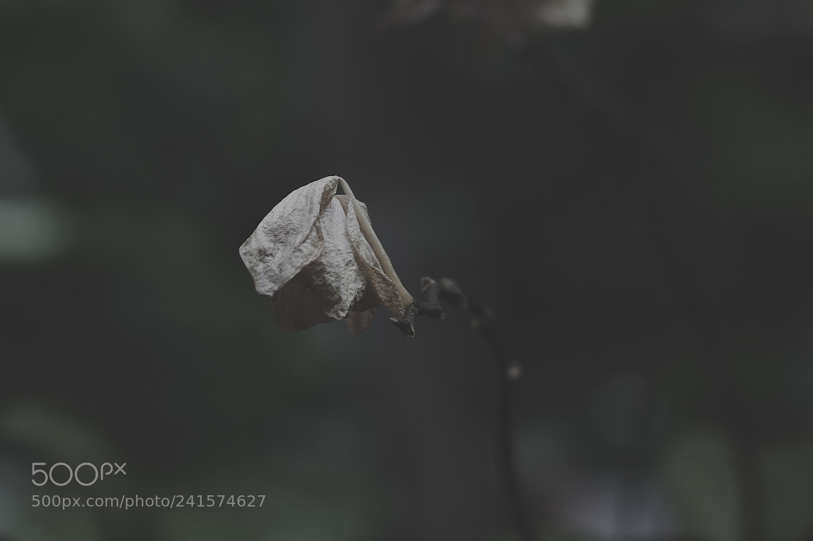 Canon EOS 1200D (EOS Rebel T5 / EOS Kiss X70 / EOS Hi) sample photo. Forgotten nature. photography