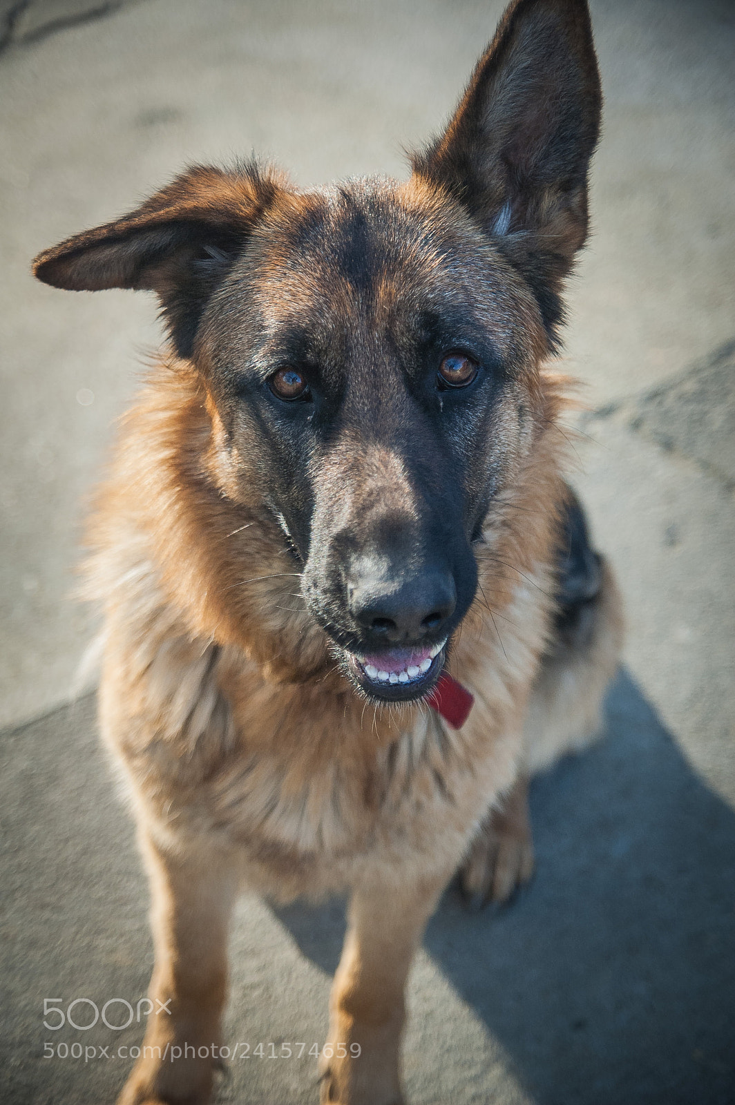Nikon D70s sample photo. Diana photography