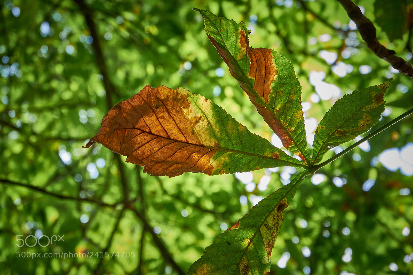 Fujifilm X-T10 sample photo. Givemefour! photography