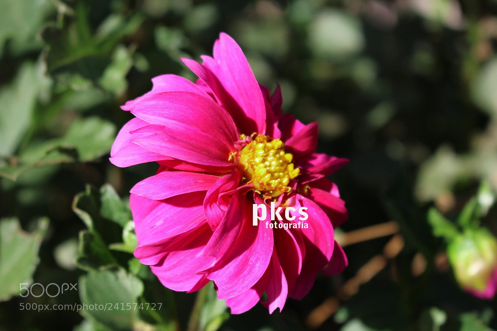 Canon EOS 700D (EOS Rebel T5i / EOS Kiss X7i) sample photo. Flor photography