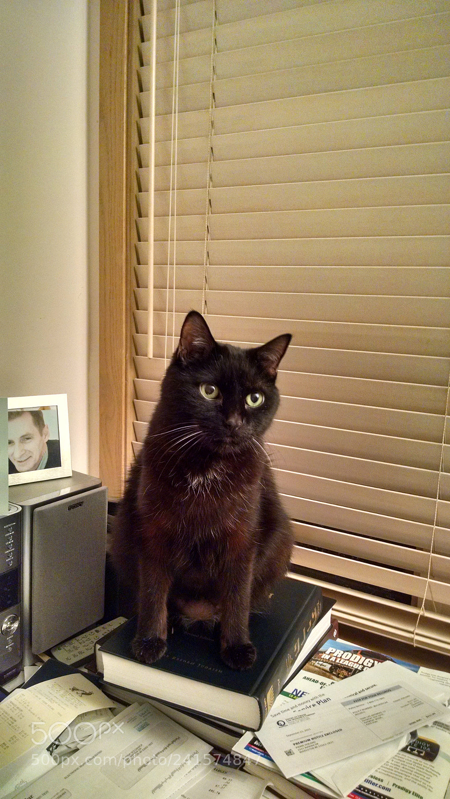 Motorola Moto X (1st Gen) sample photo. Obi looking right photography