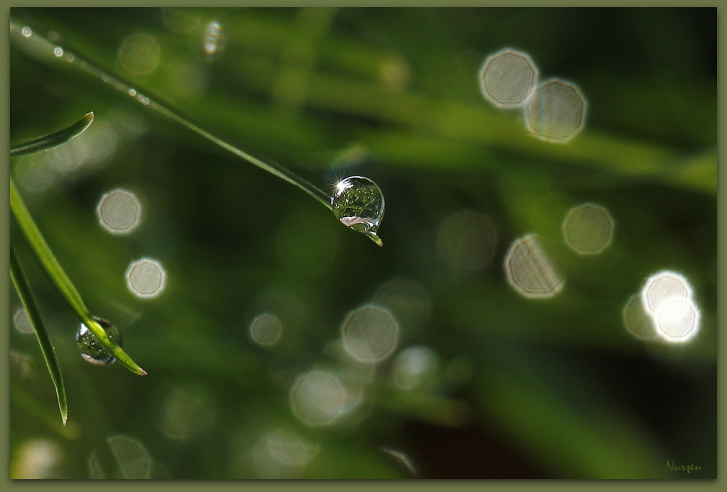 Canon EOS 60D + Canon EF 100mm F2.8L Macro IS USM sample photo. In the morning.. photography