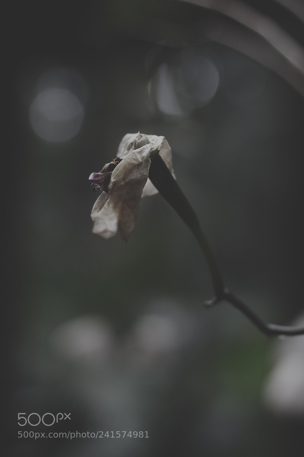 Canon EOS 1200D (EOS Rebel T5 / EOS Kiss X70 / EOS Hi) sample photo. Forgotten nature. photography