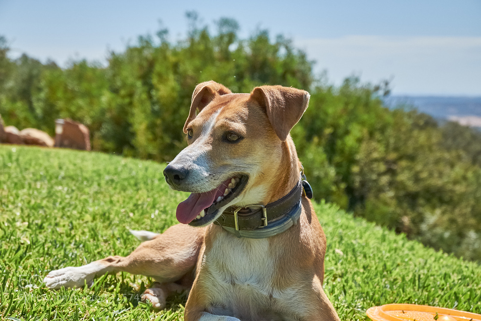 Fujifilm X-T10 sample photo. Bilbo's summer day photography