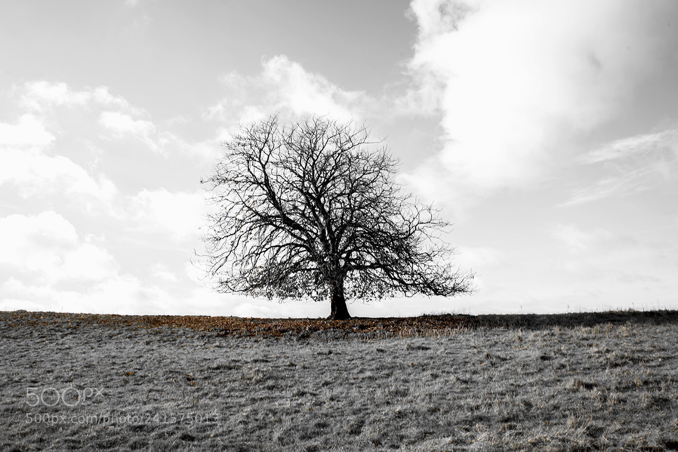 Nikon D600 sample photo. The crown photography