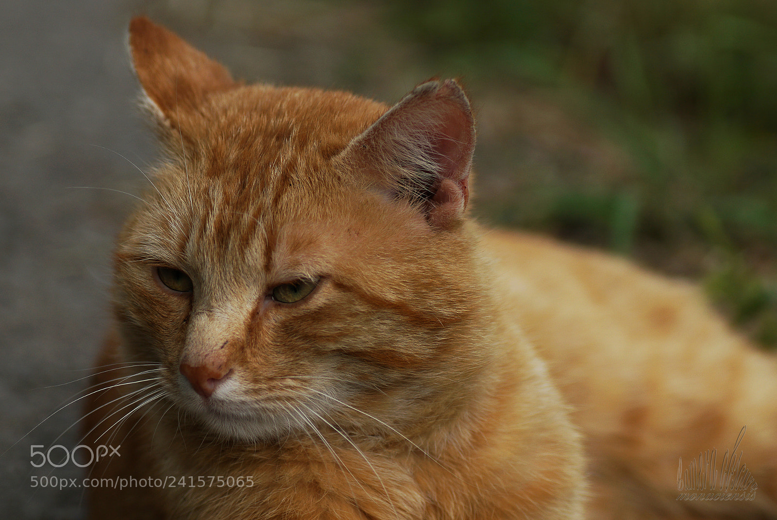 Sony ILCA-77M2 sample photo. Ginger photography