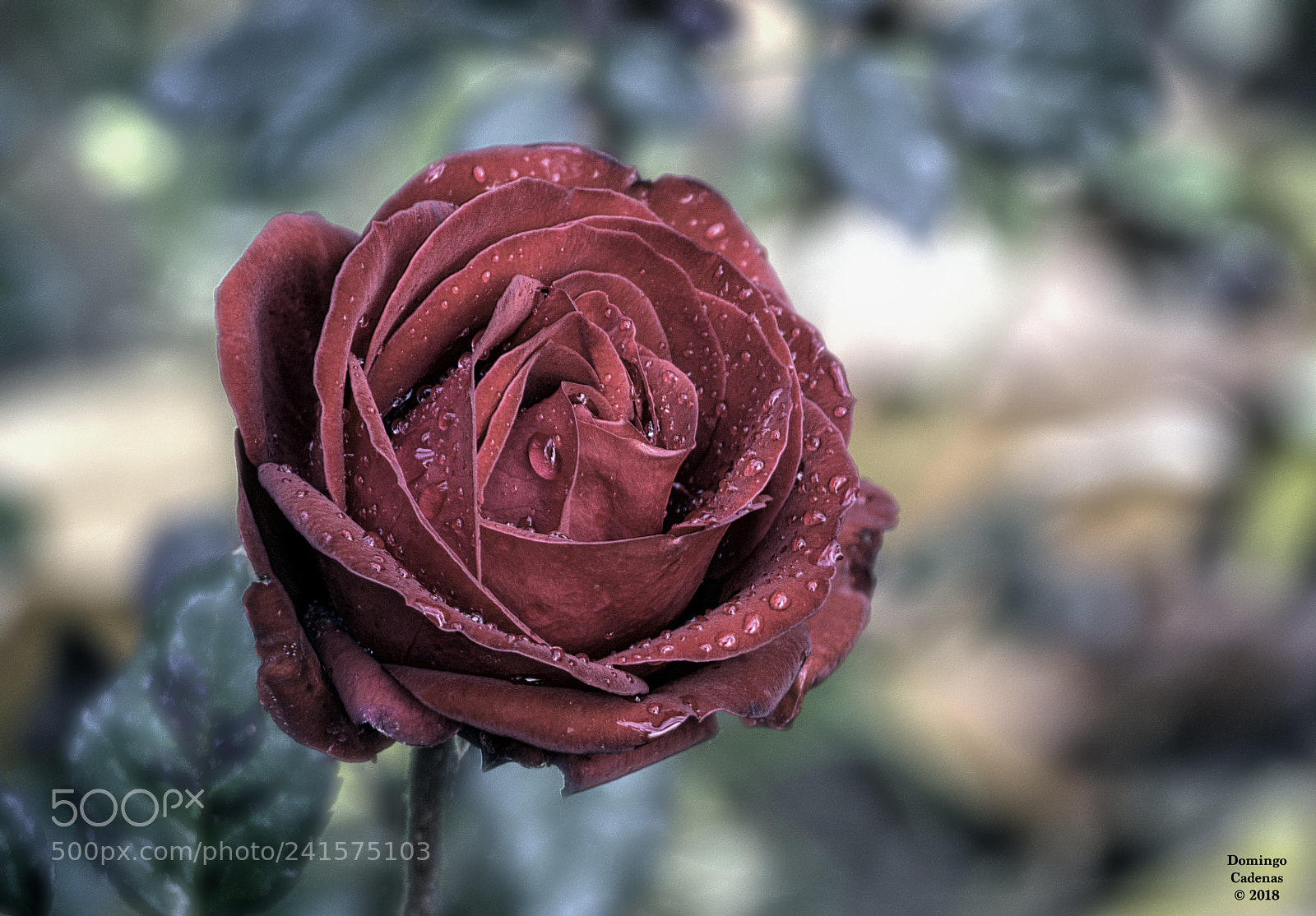 Olympus OM-D E-M10 II sample photo. Rojo photography