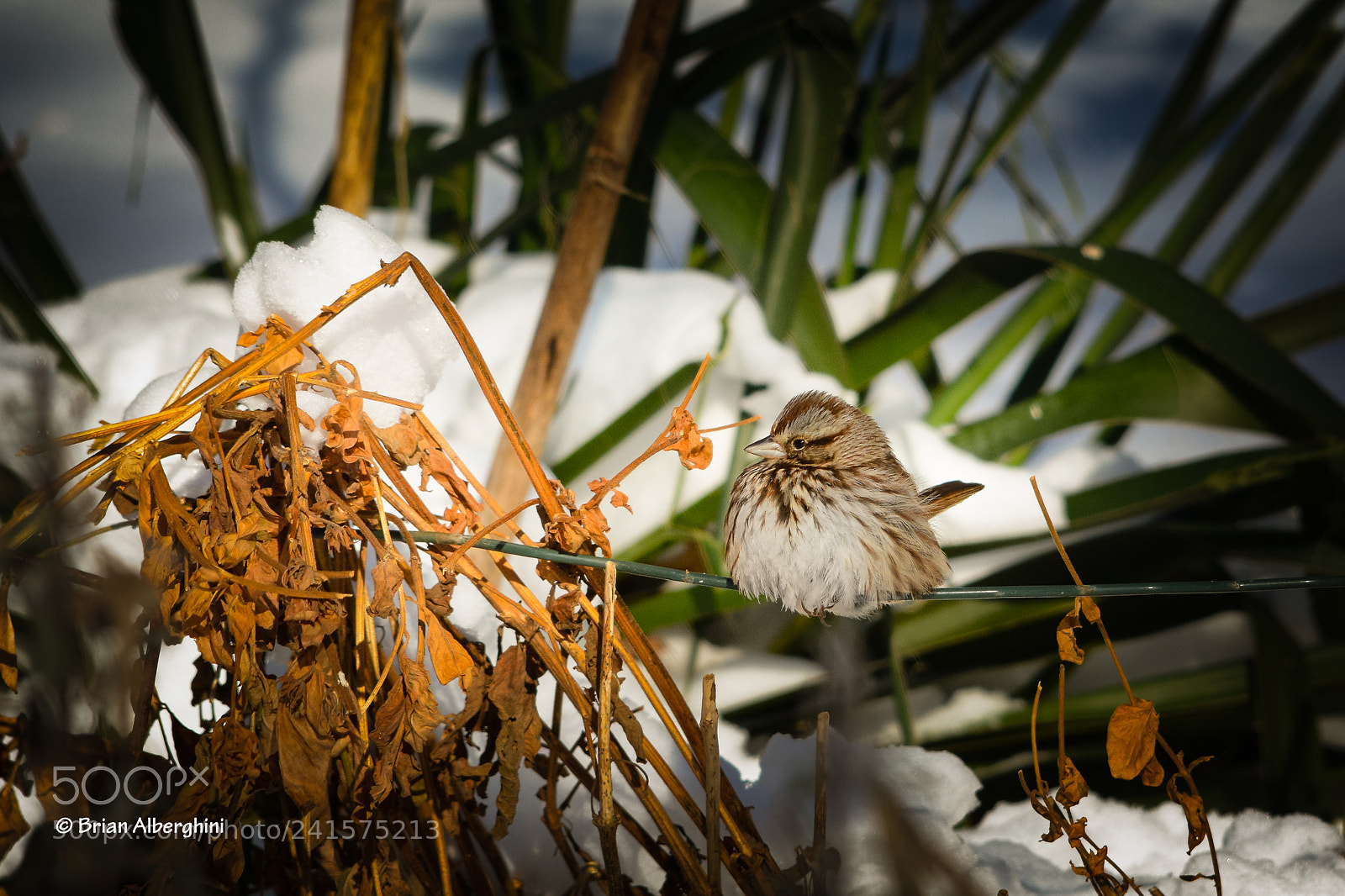 Nikon D7100 sample photo. Bird on a wire photography