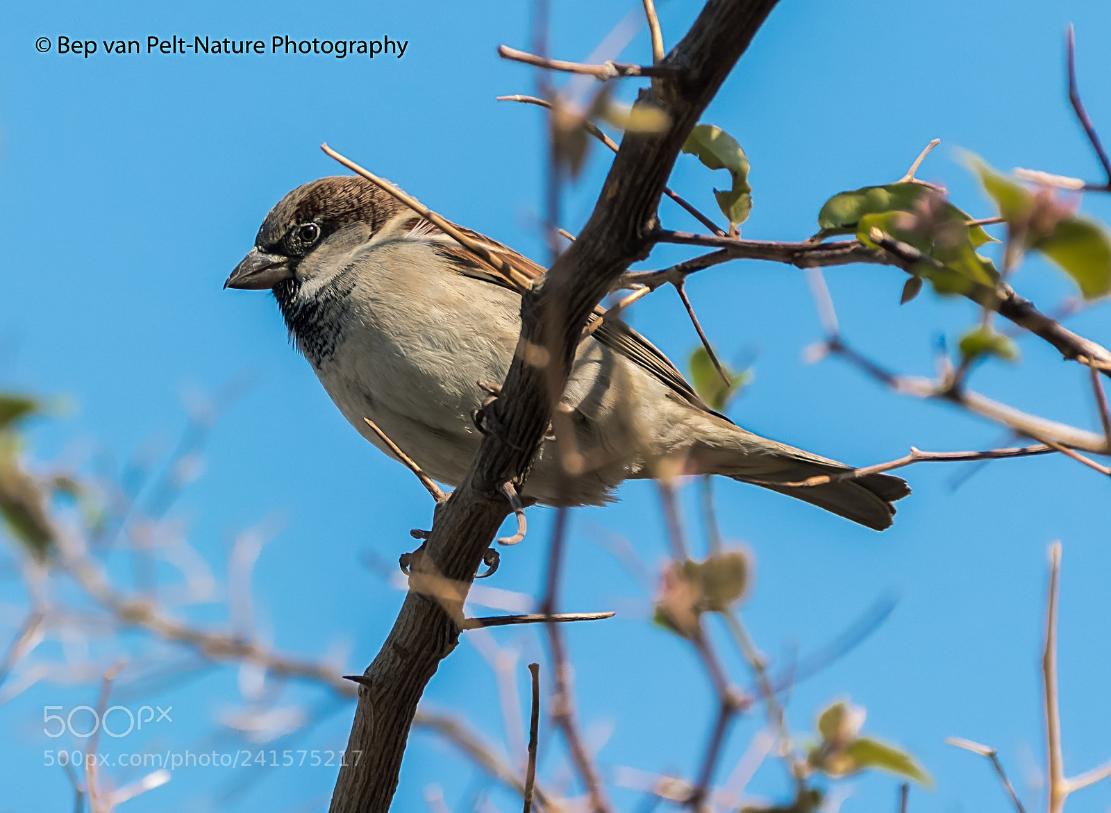 Nikon D500 sample photo. House sparrow in an photography