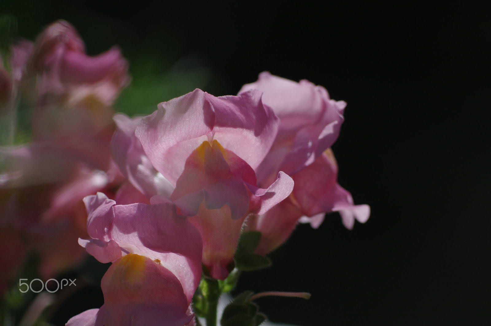 Pentax smc DA 55-300mm F4.0-5.8 ED sample photo. Snapdragon photography