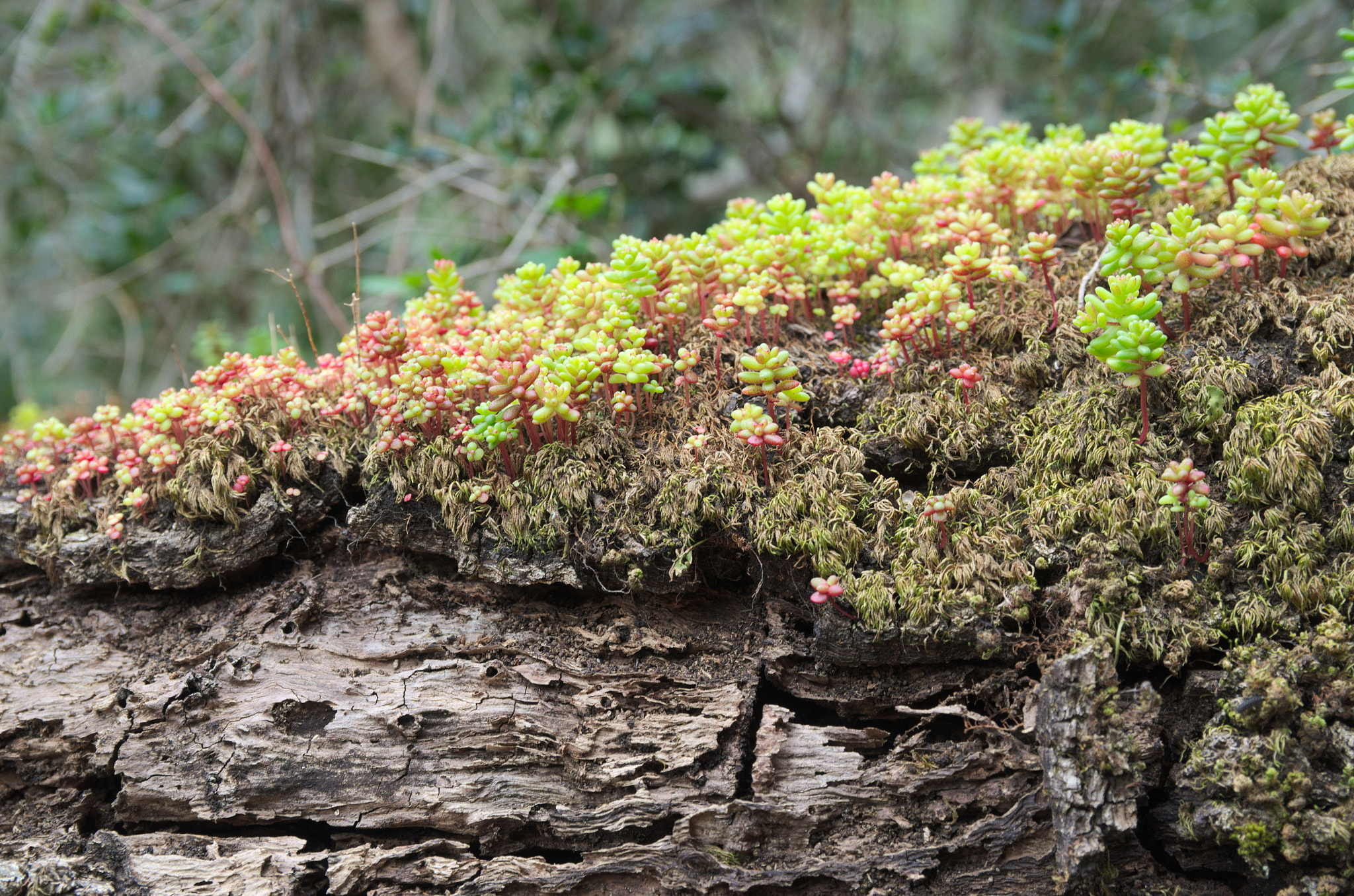 Sigma 17-50mm F2.8 EX DC OS HSM sample photo. Toter baum photography