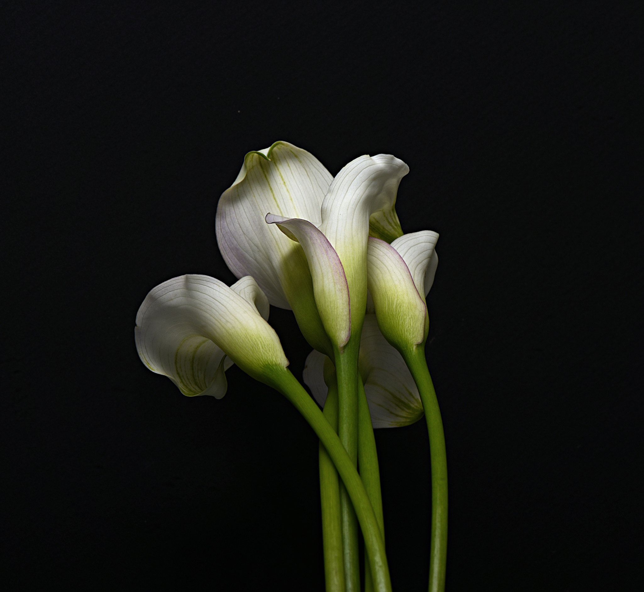 Nikon AF-S Micro-Nikkor 105mm F2.8G IF-ED VR sample photo. Calla lilies photography