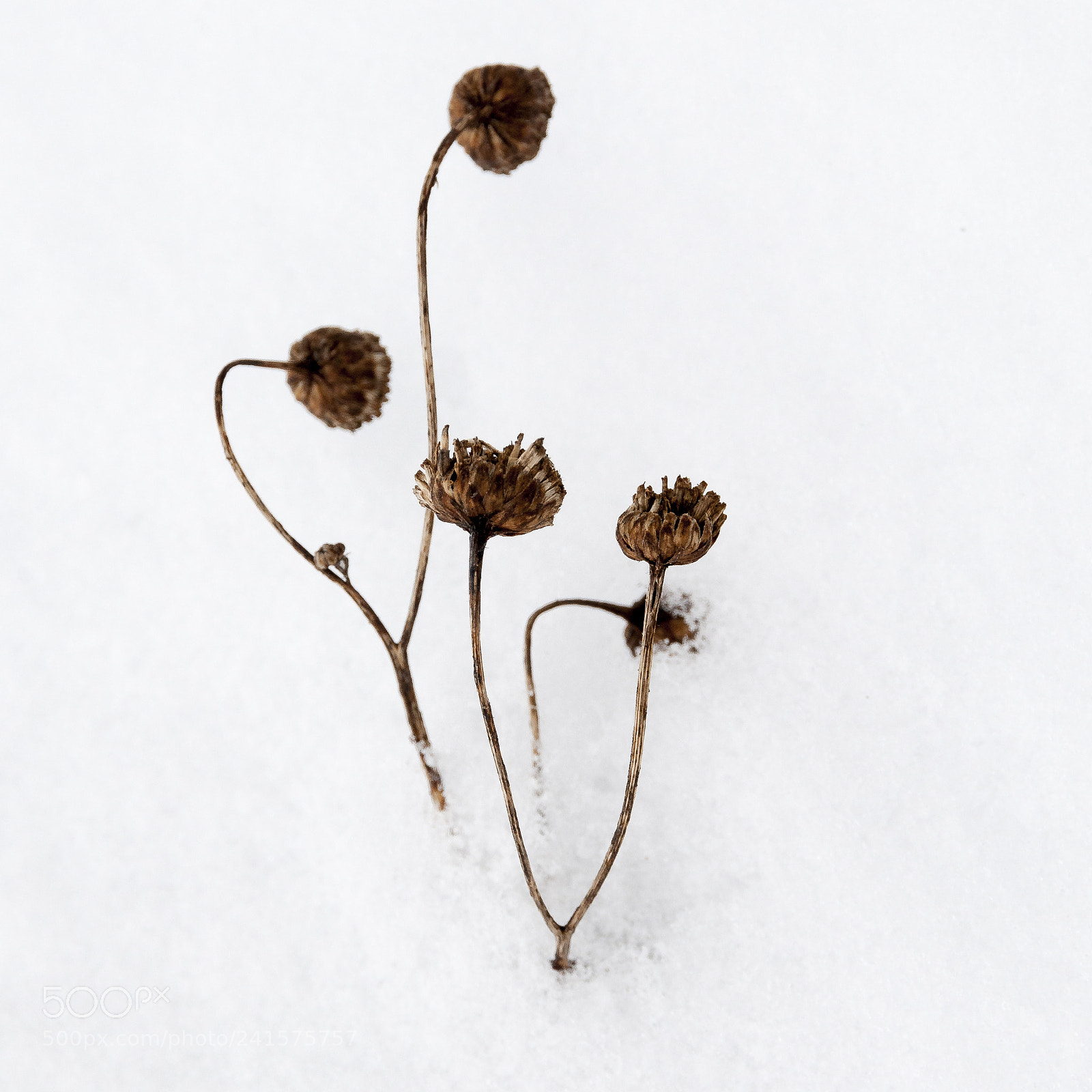 Nikon D300 sample photo. Fragile clive haynes photography