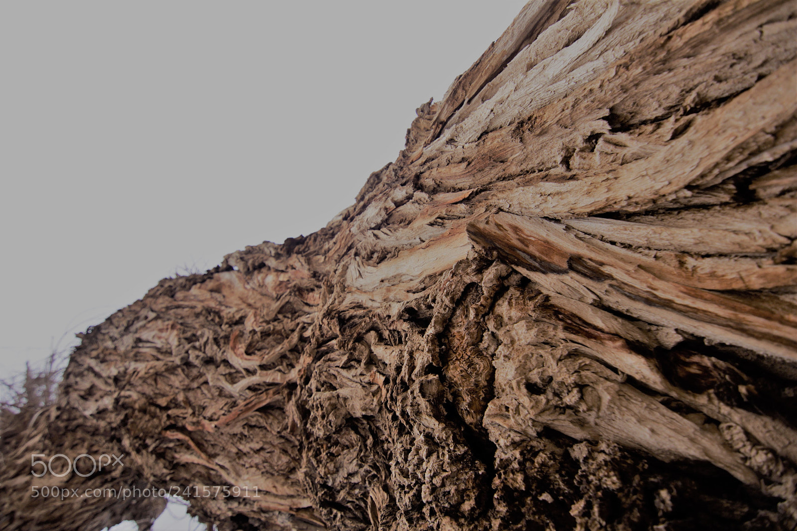 Canon EOS 60D sample photo. Old tree photography