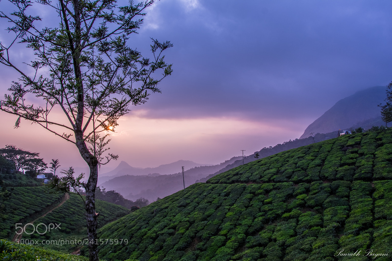 Nikon D7100 sample photo. Tea plantation at kerala photography