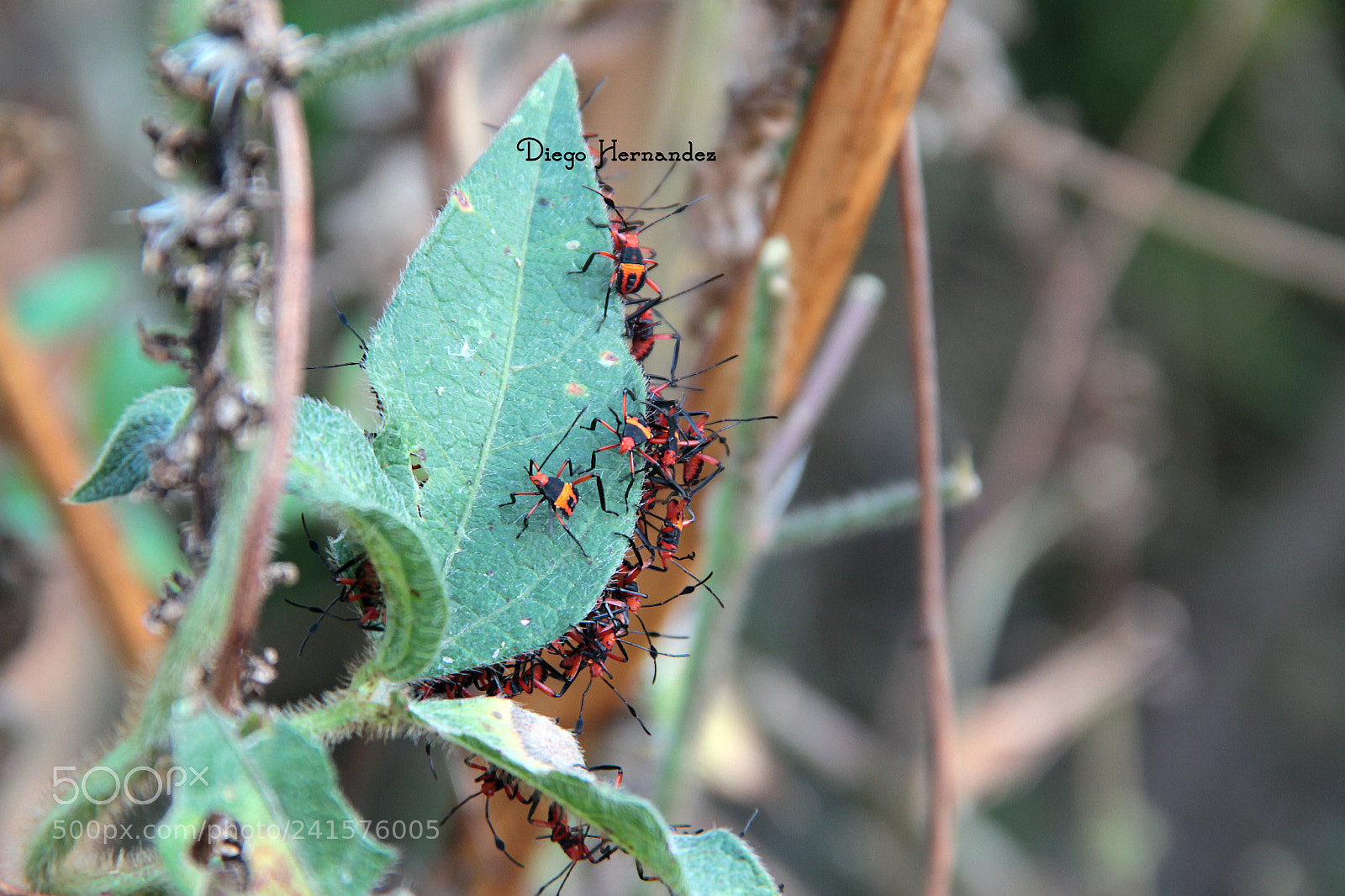 Canon EOS 550D (EOS Rebel T2i / EOS Kiss X4) sample photo. Insectos plaga photography