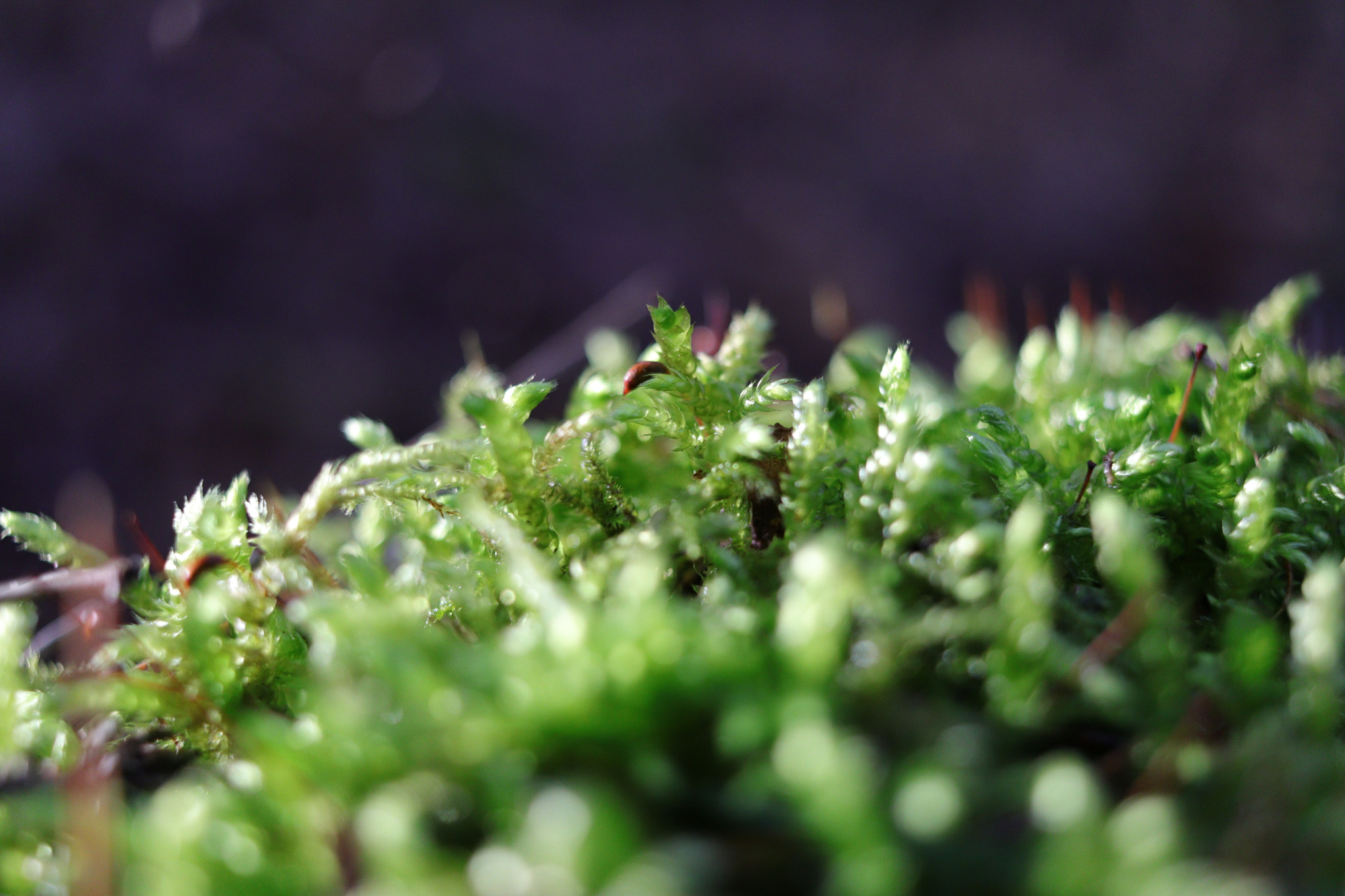 Canon EF-S 24mm F2.8 STM sample photo