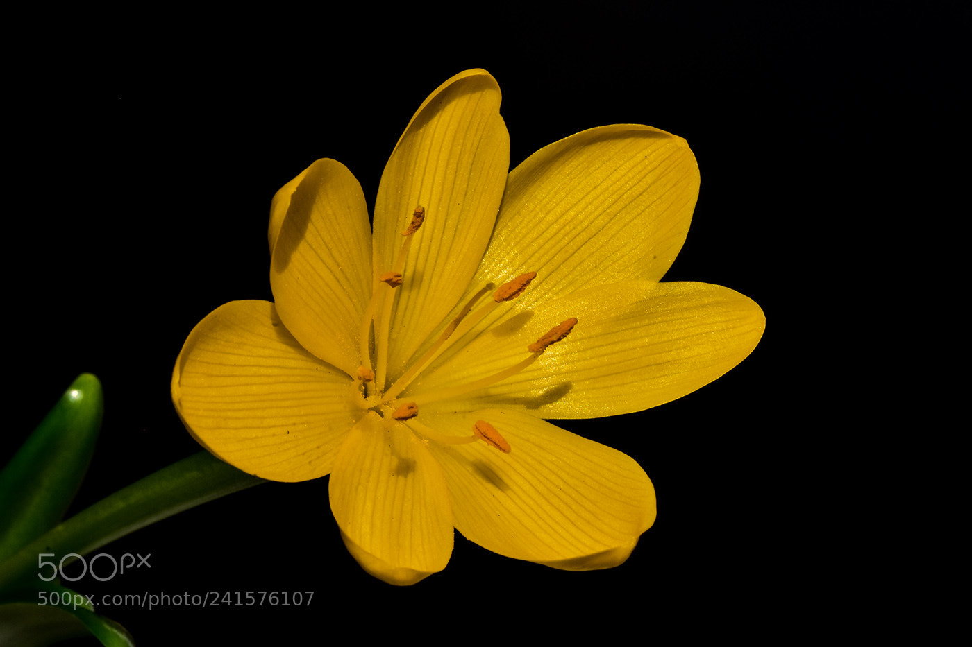 Nikon D7200 sample photo. 06.01.2018 - 5 photography