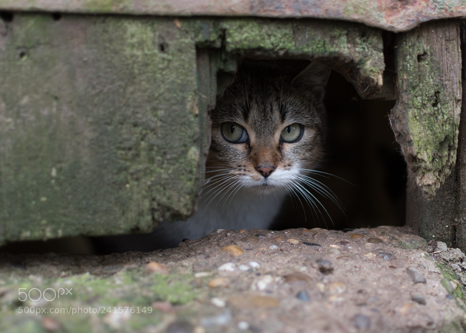 Nikon D5500 sample photo. Chat <3 photography