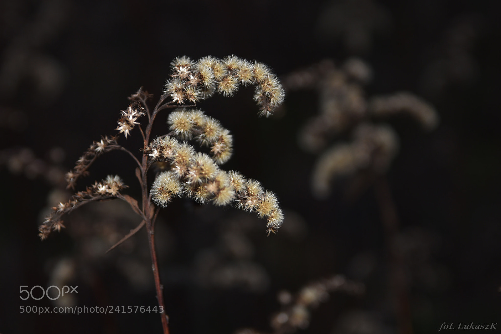 Nikon D7200 sample photo. Winter garden 1 photography