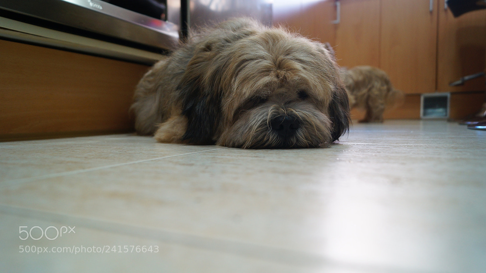 Sony SLT-A57 sample photo. Untitled photography