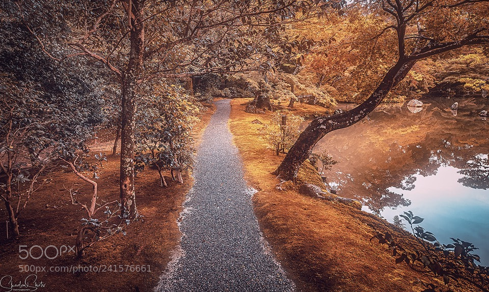 Canon EOS 5DS R sample photo. “the enlightened pathway” ©2018 photography