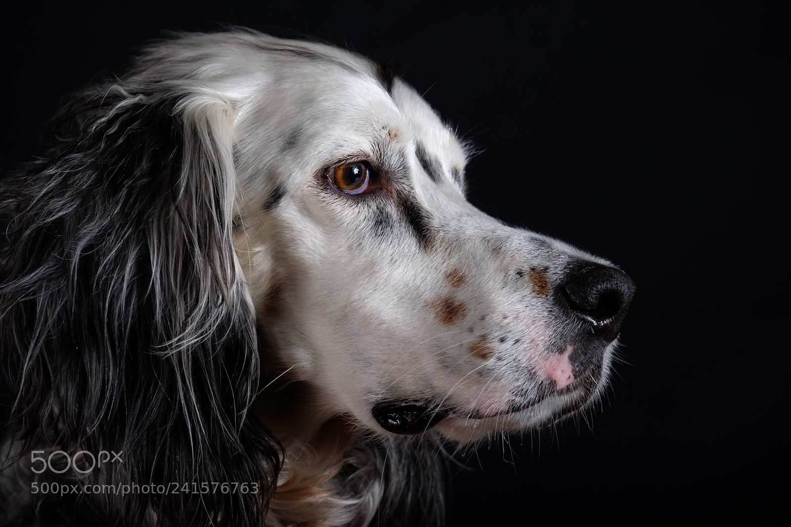 Fujifilm X-T2 sample photo. "english setter" photography
