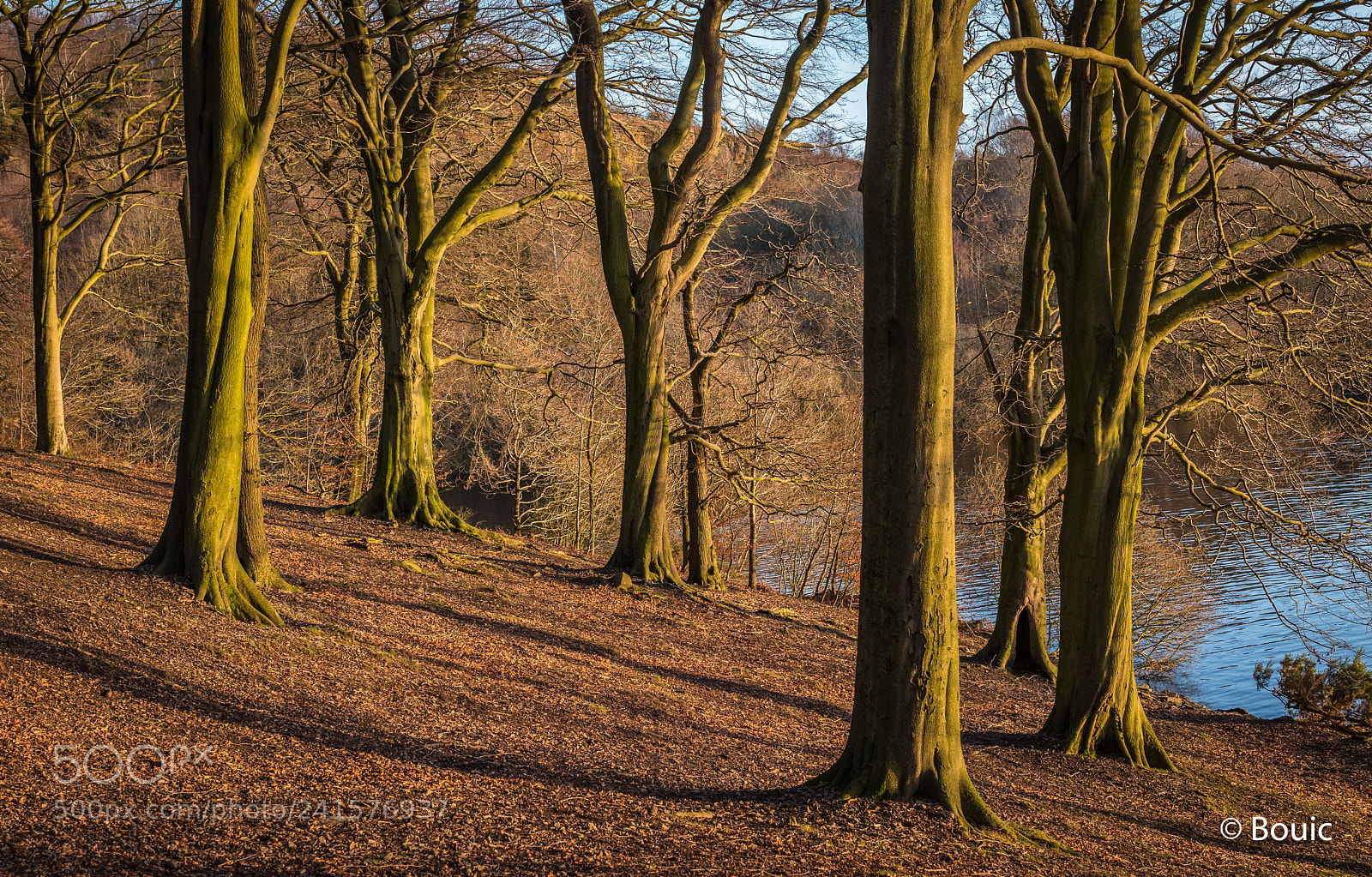 Leica SL (Typ 601) sample photo. Sunlit trees anglezarke photography