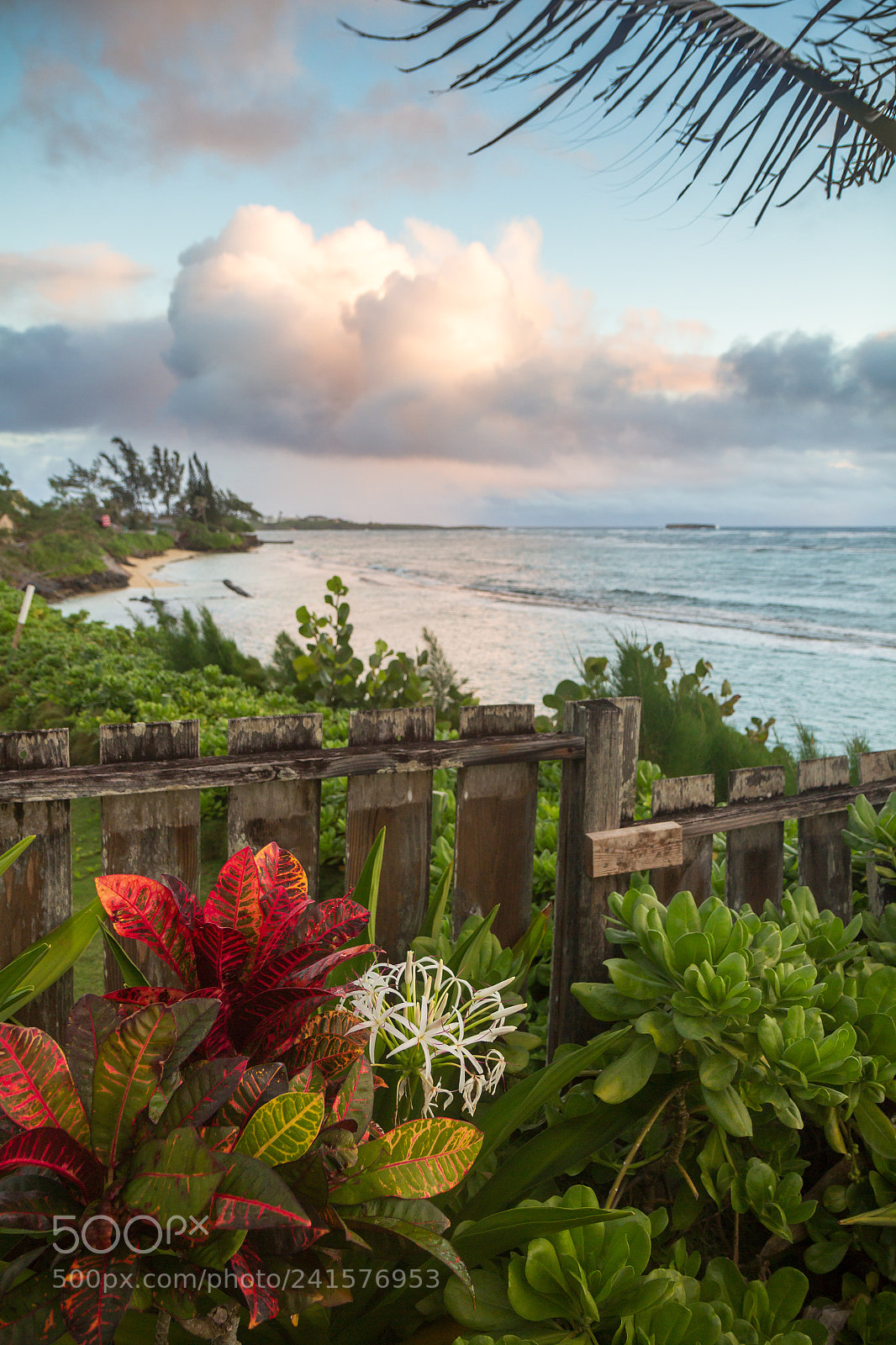 Canon EOS 60D sample photo. Hawaii flower photography