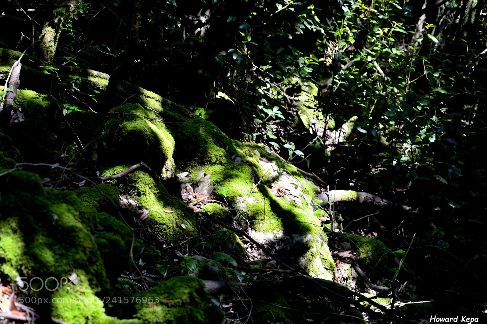 Nikon D7100 sample photo. Umbrio. photography