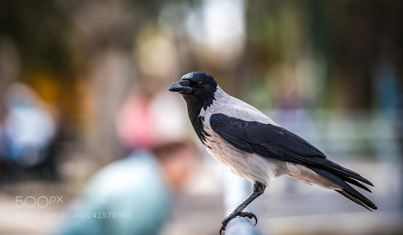 Canon EOS 6D Mark II sample photo. Crow photography