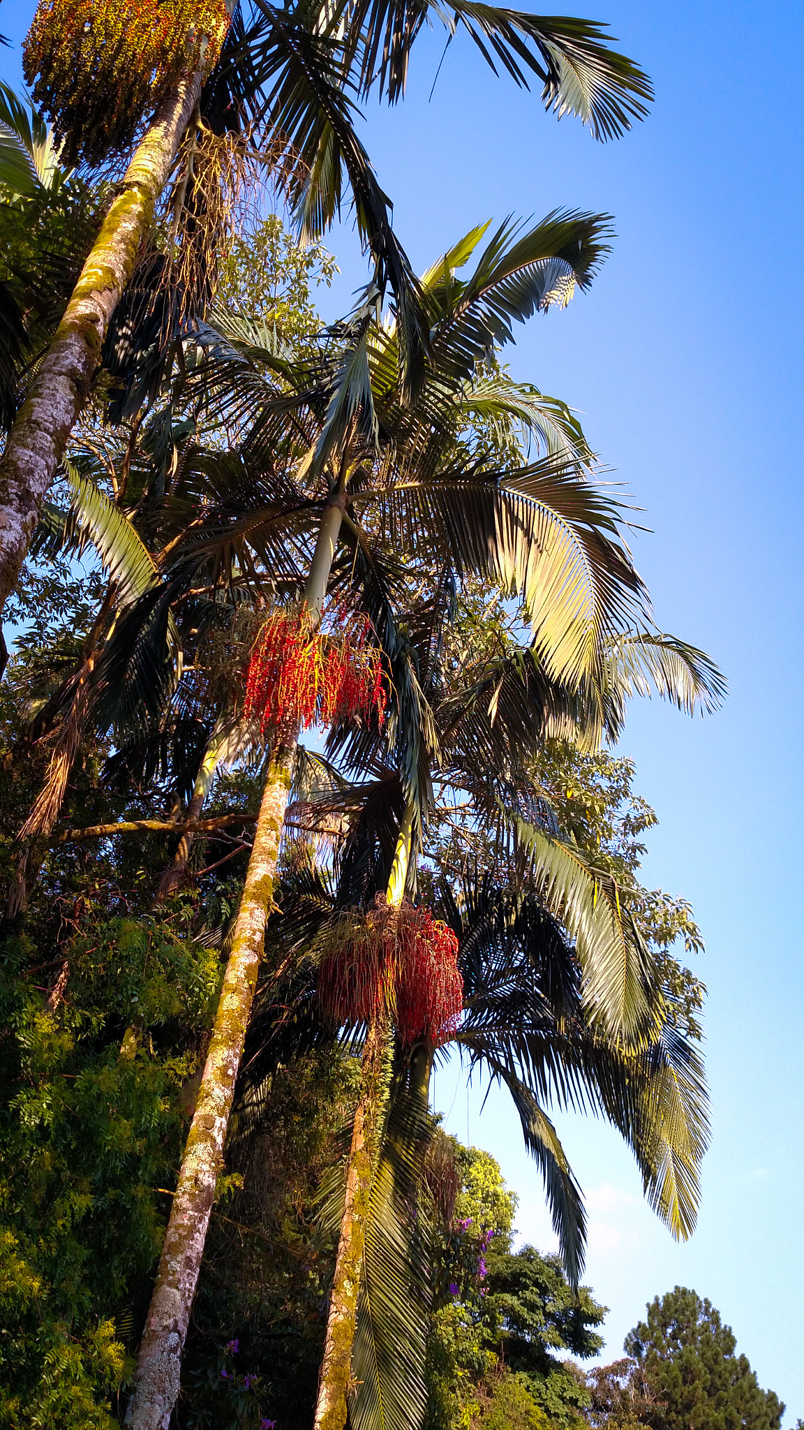 Motorola XT1225 sample photo. A sunny day !!! photography