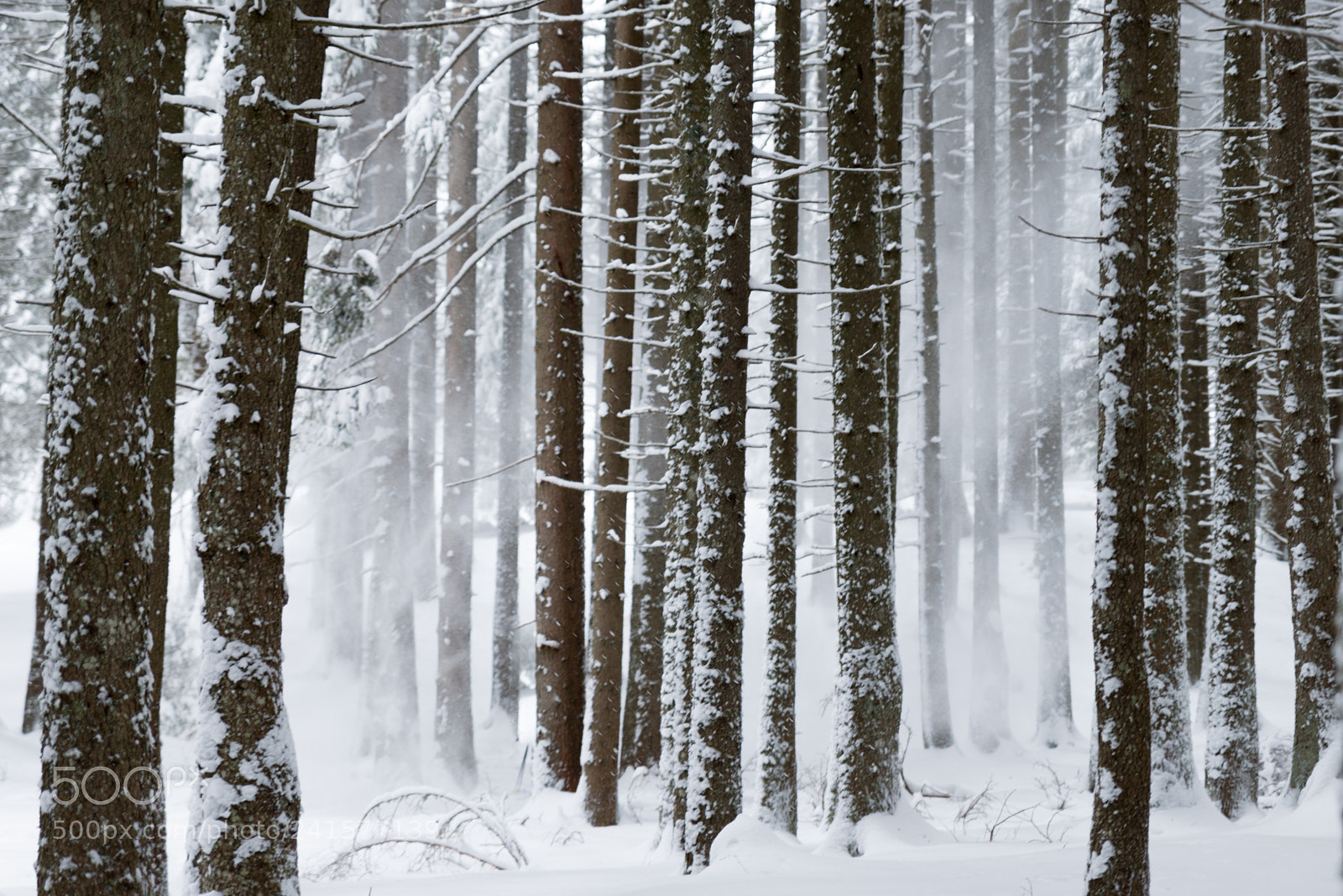 Nikon D800 sample photo. Windy forest photography