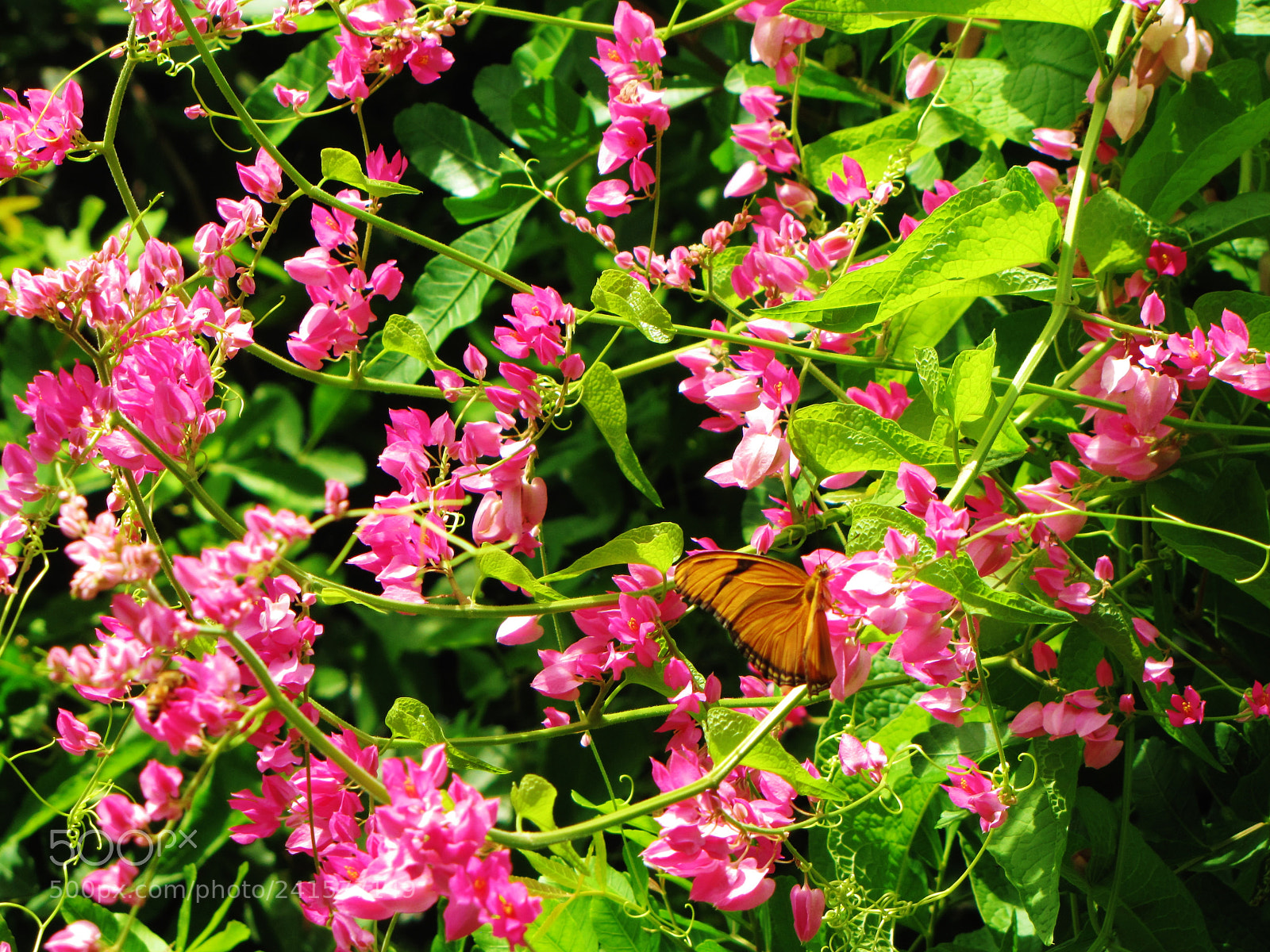 Canon PowerShot SX20 IS sample photo. Butterfly & blooms photography