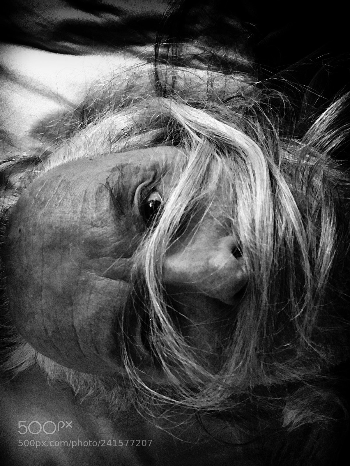 Apple iPhone 7 Plus sample photo. Hair photography
