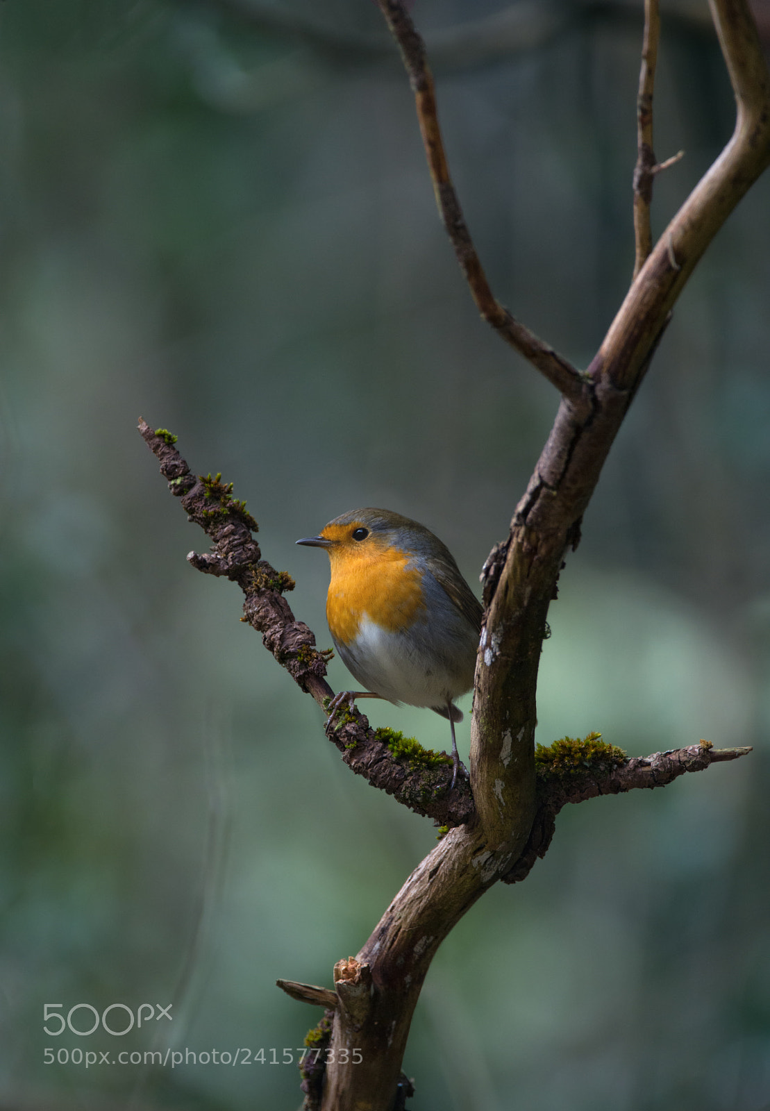 Nikon D7200 sample photo. Robin photography