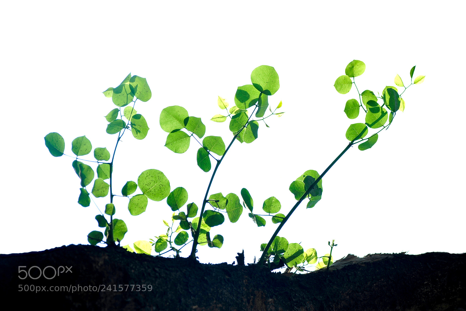 Nikon D700 sample photo. Leap of life photography