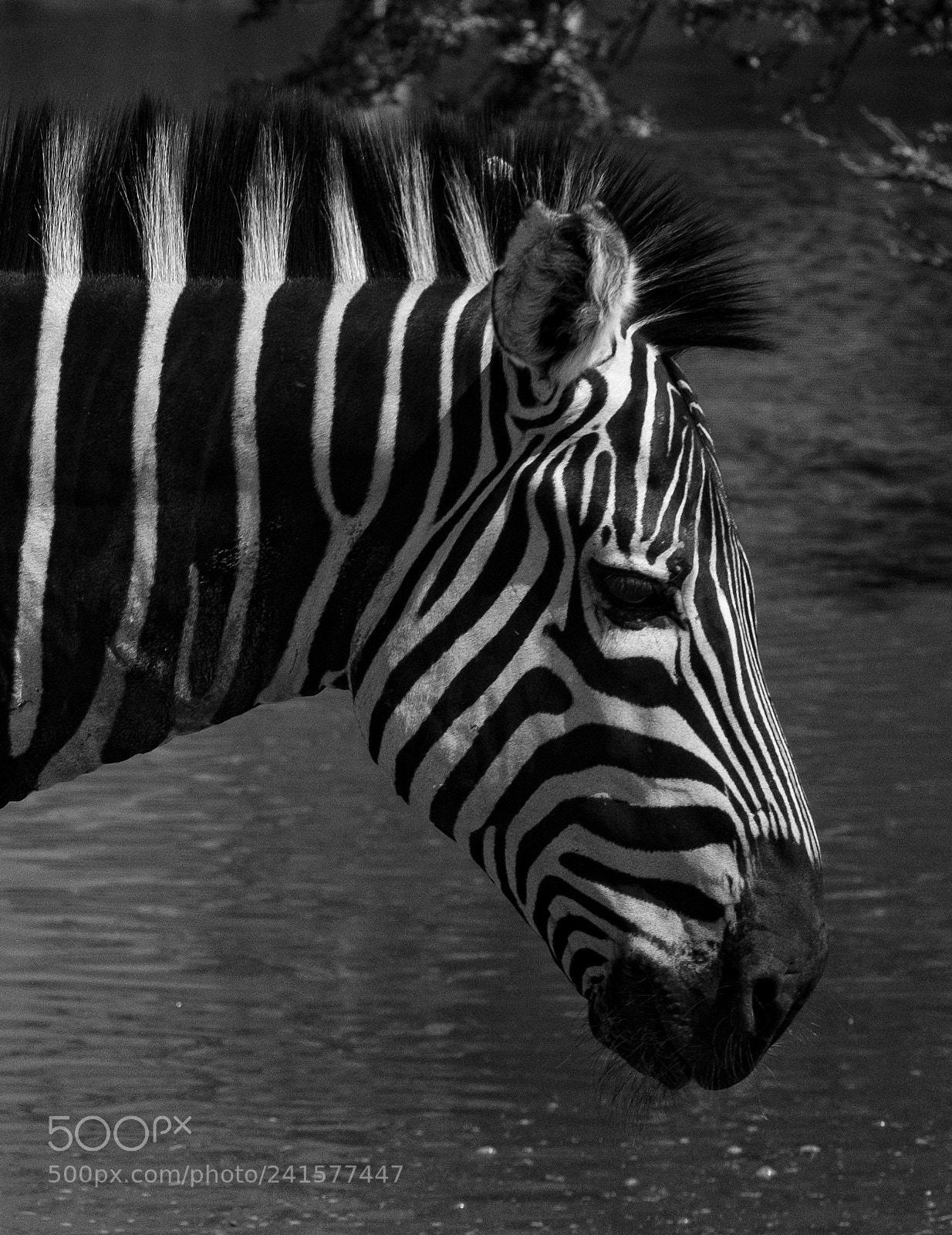 Fujifilm X-Pro2 sample photo. Zebra photography