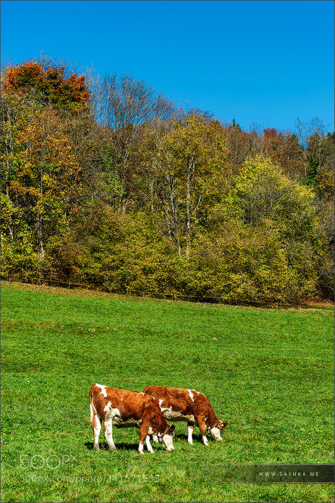 Sony Alpha a99 sample photo. Brown rufous carroty cows photography