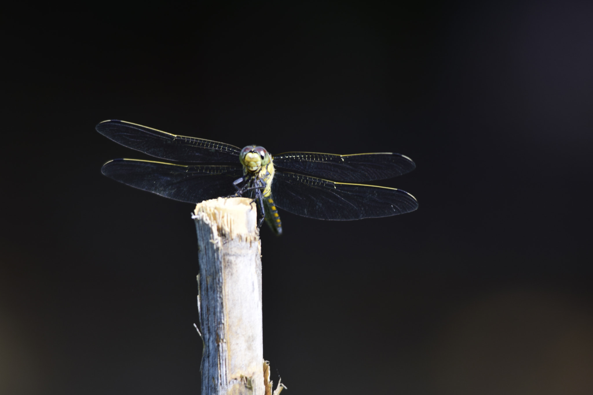 Sigma 150-500mm F5-6.3 DG OS HSM sample photo. Libelula photography