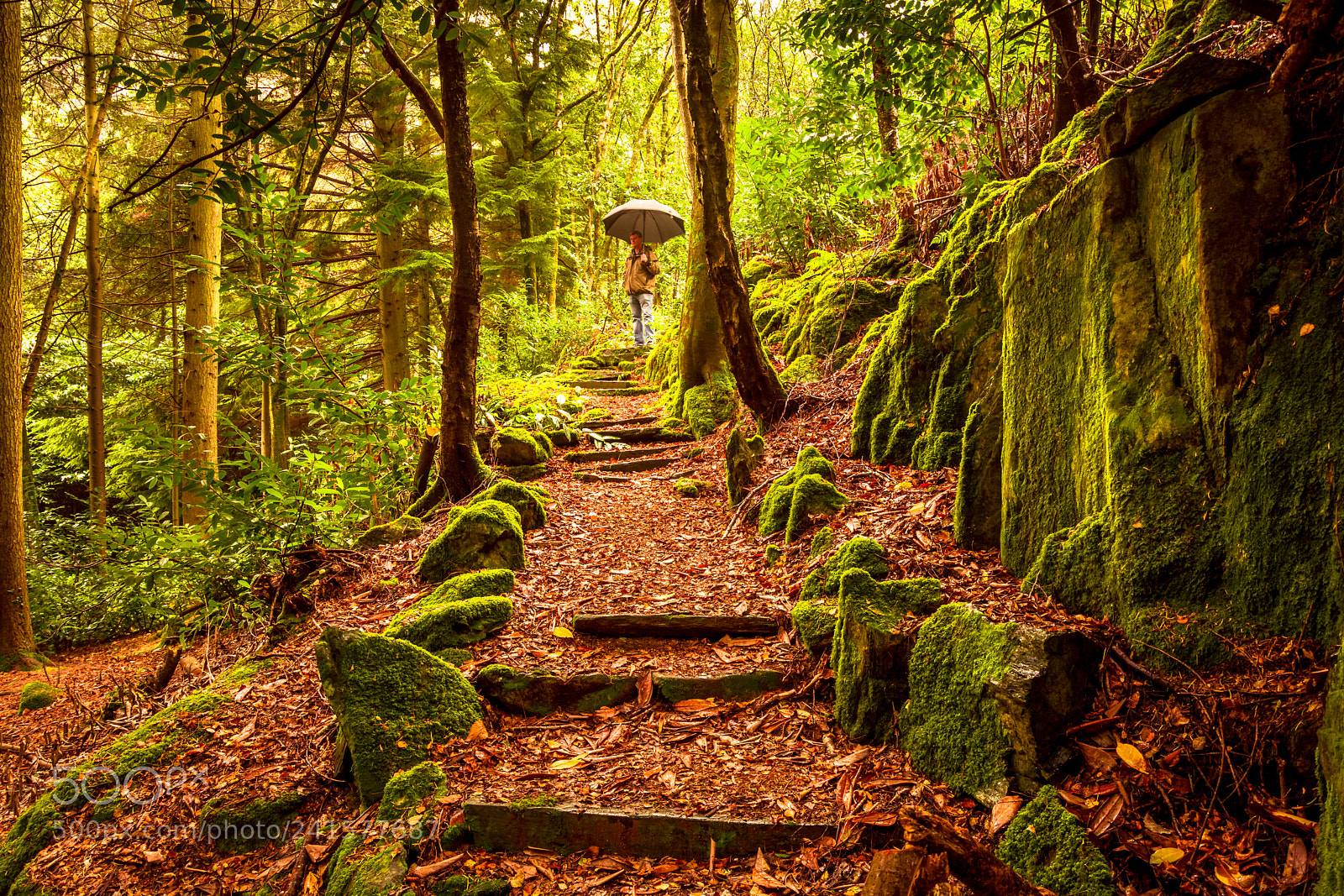 Nikon D7100 sample photo. Devils glen photography