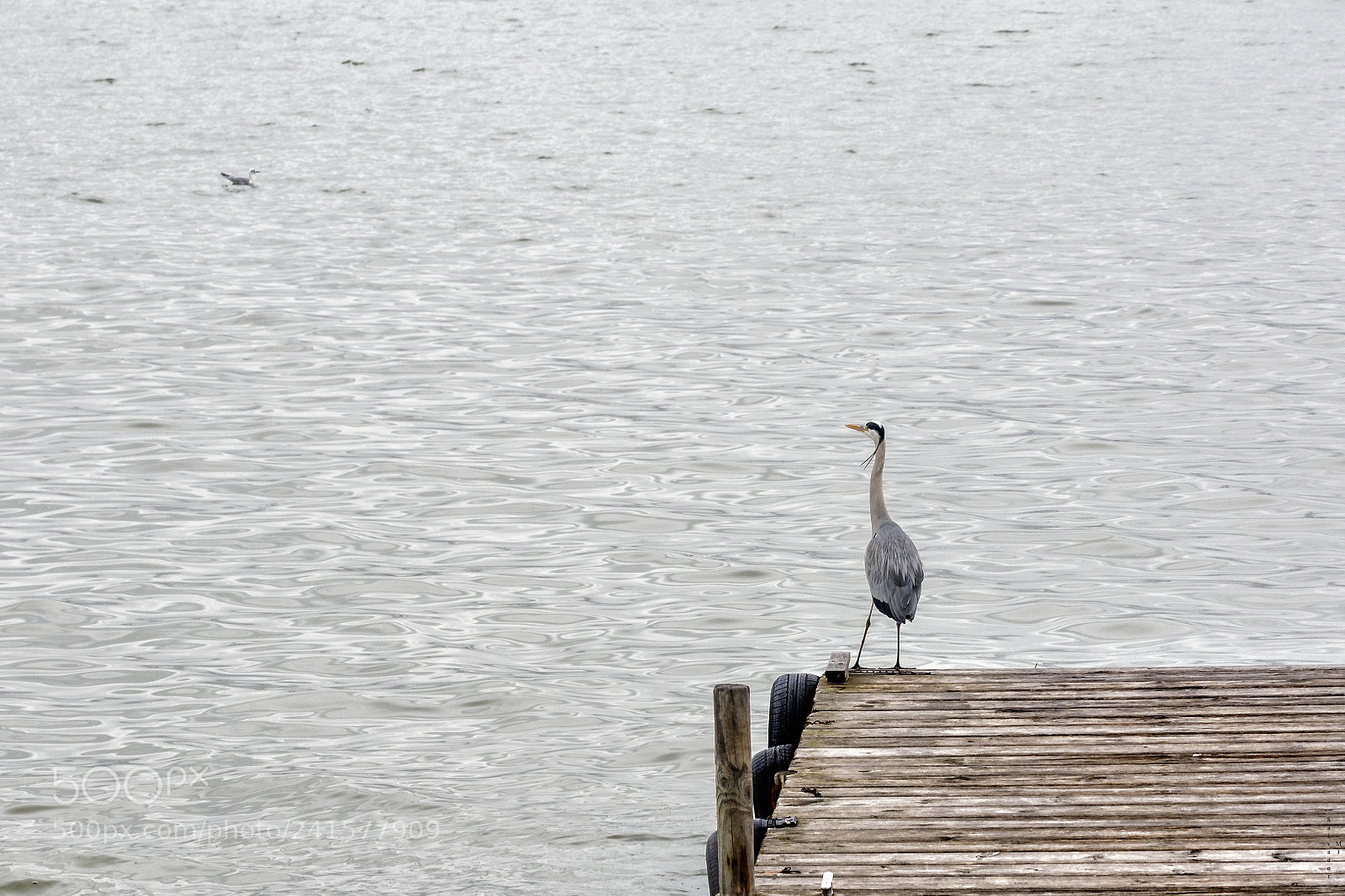 Nikon D7100 sample photo. Gray heron photography