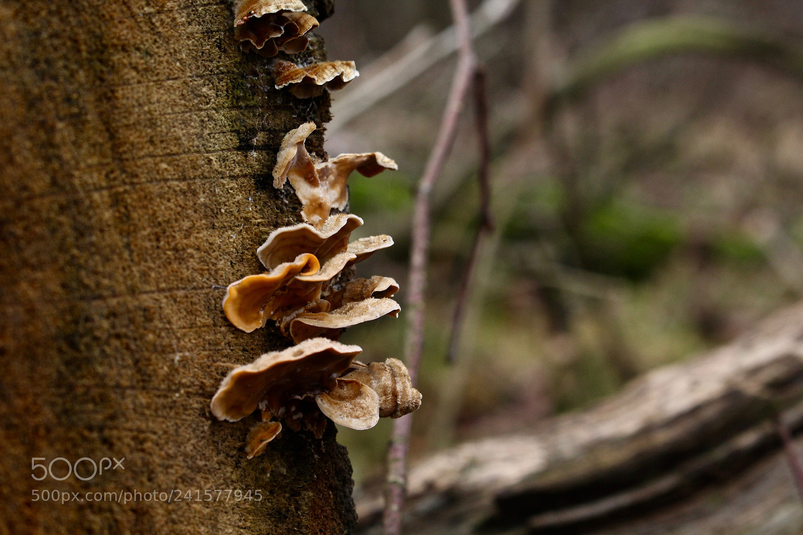 Canon EOS 60D sample photo. Mushrooms photography