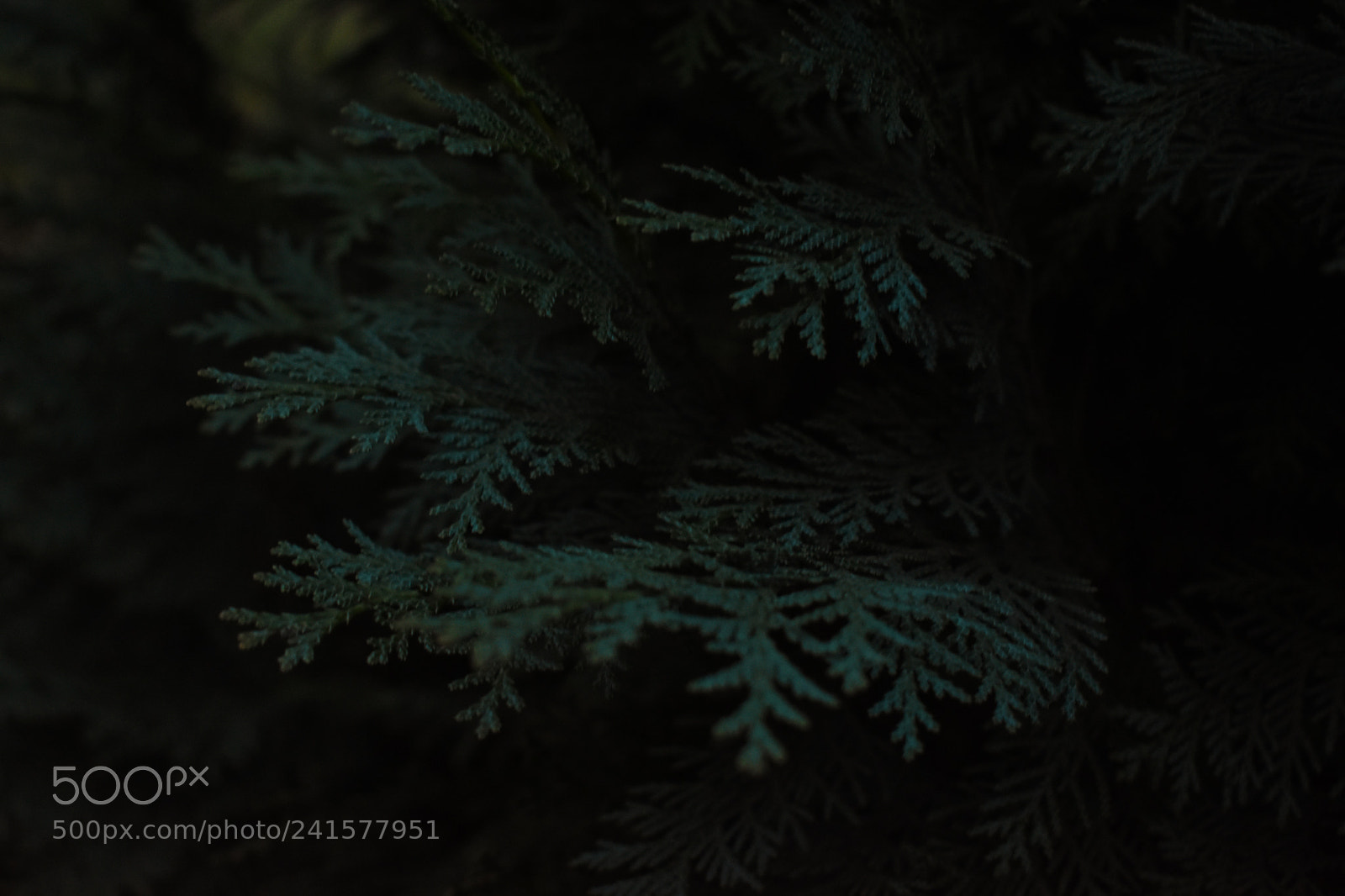 Nikon D3400 sample photo. Leaves photography