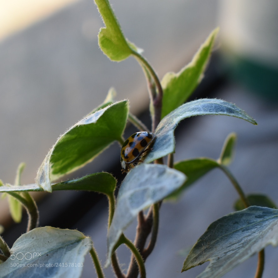 Nikon D3400 sample photo. Untitled photography