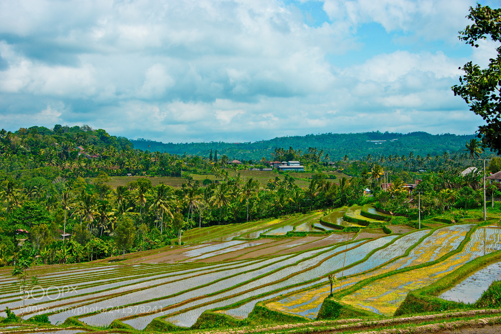 Nikon D800 sample photo. Rice field terrasses in photography